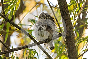 Eurasian Pygmy Owl perched on a tree branch