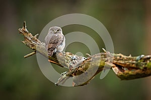 Eurasian pygmy owl sitting on old tree with copy space.