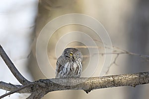 Eurasian pygmy owl sitting on a tree branch in spring day