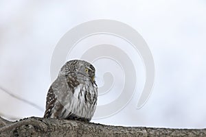 Eurasian pygmy owl sitting on a tree branch in spring day