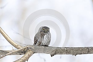 Eurasian pygmy owl sitting on a tree branch in spring day