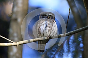 Eurasian pygmy owl-Swabian Jura,Swabian Alps,Baden-WÃƒÂ¼rttemberg, Germany