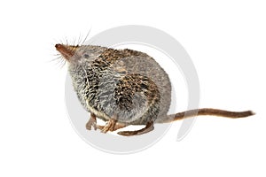 Eurasian pygmy shrew