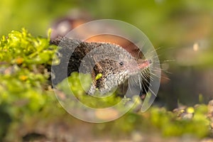 Eurasian pygmy shrew natural habitat