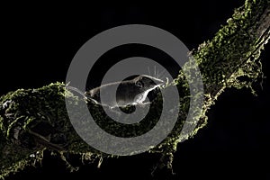 Eurasian pygmy shrew Sorex minutus mouse in natural habitat. climbing up a branch, one of the smallest mammals