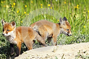 Eurasian red fox youngsters in a glade