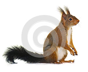 Eurasian red squirrel