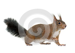 Eurasian red squirrel