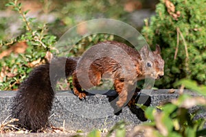 Eurasian red squirrel with bushy tail and red furr searching for nuts as preparation for cold winter and autumn builds up stock pi