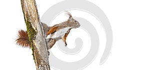 Eurasian red squirrel climbs a tree branch by clinging to the bark with its claws, sciurus vulgaris, isolated on white photo