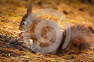 Eurasian red squirrel feeding on a nut