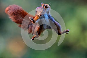 Eurasian red squirrel in the forest