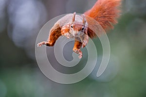 Eurasian red squirrel in the forest