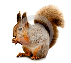 Eurasian red squirrel in front of a white background