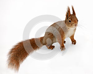Eurasian red squirrel in front of a white background