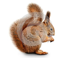 Eurasian red squirrel in front of a white background