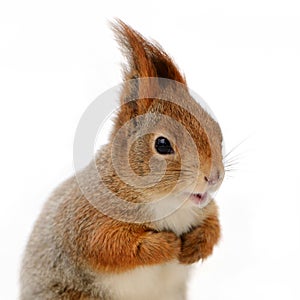 Eurasian red squirrel in front of a white background