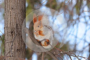 Eurasian red squirrel gnaws the nut.