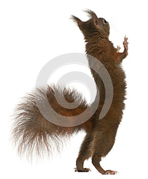 Eurasian red squirrel on hind legs photo