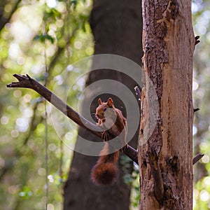 Eurasian Red Squirrel at maximum alert