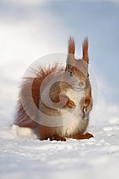 Eurasian Red Squirrel posing on white snow