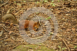 Eurasian Red Squirrel russia moscow region