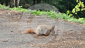 Eurasian red squirrel scavenging food in park. Asphalt road. Closeup, no people