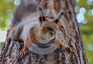 Eurasian red squirrel sciurus vulgaris