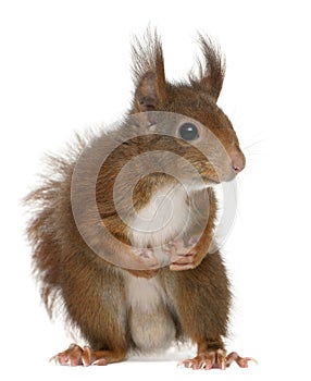 Eurasian red squirrel, Sciurus vulgaris