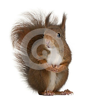 Eurasian red squirrel, Sciurus vulgaris