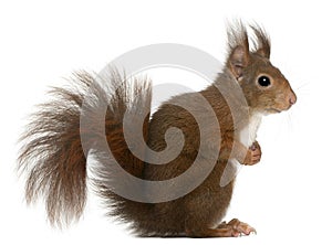 Eurasian red squirrel, Sciurus vulgaris