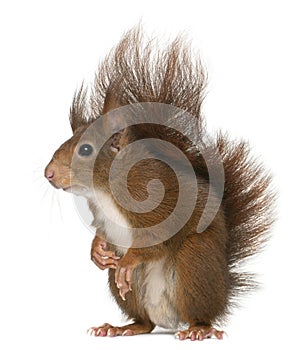 Eurasian red squirrel, Sciurus vulgaris