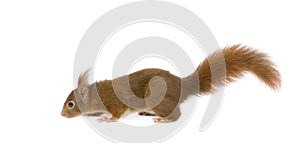 Eurasian red squirrel - Sciurus vulgaris (2 years)