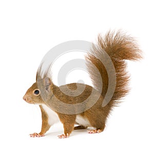 Eurasian red squirrel - Sciurus vulgaris (2 years)