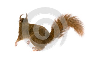 Eurasian red squirrel - Sciurus vulgaris (2 years)