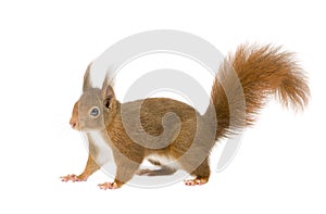 Eurasian red squirrel - Sciurus vulgaris (2 years)