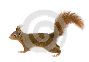 Eurasian red squirrel - Sciurus vulgaris (2 years)