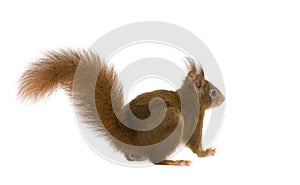 Eurasian red squirrel - Sciurus vulgaris (2 years)