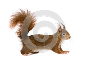 Eurasian red squirrel - Sciurus vulgaris (2 years)