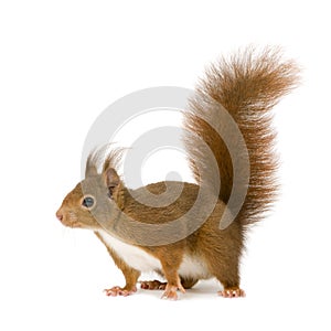 Eurasian red squirrel - Sciurus vulgaris (2 years)