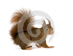 Eurasian red squirrel - Sciurus vulgaris (2 years)