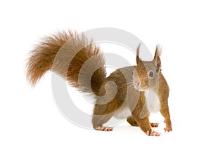 Eurasian red squirrel - Sciurus vulgaris (2 years)