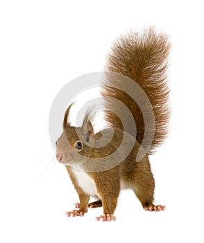 Eurasian red squirrel - Sciurus vulgaris (2 years)