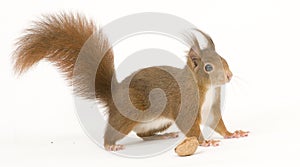 Eurasian red squirrel - Sciurus vulgaris (2 years)