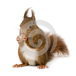 Eurasian red squirrel - Sciurus vulgaris (2 years)