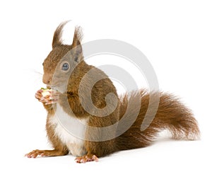 Eurasian red squirrel - Sciurus vulgaris (2 years)