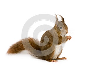 Eurasian red squirrel - Sciurus vulgaris (2 years)