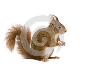 Eurasian red squirrel - Sciurus vulgaris (2 years)