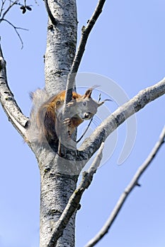 Eurasian red squirrel, sciurus vulgaris