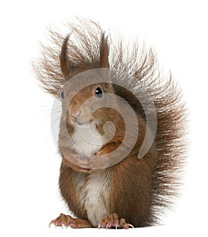 Eurasian red squirrel, Sciurus vulgaris, 4 years old, in front o